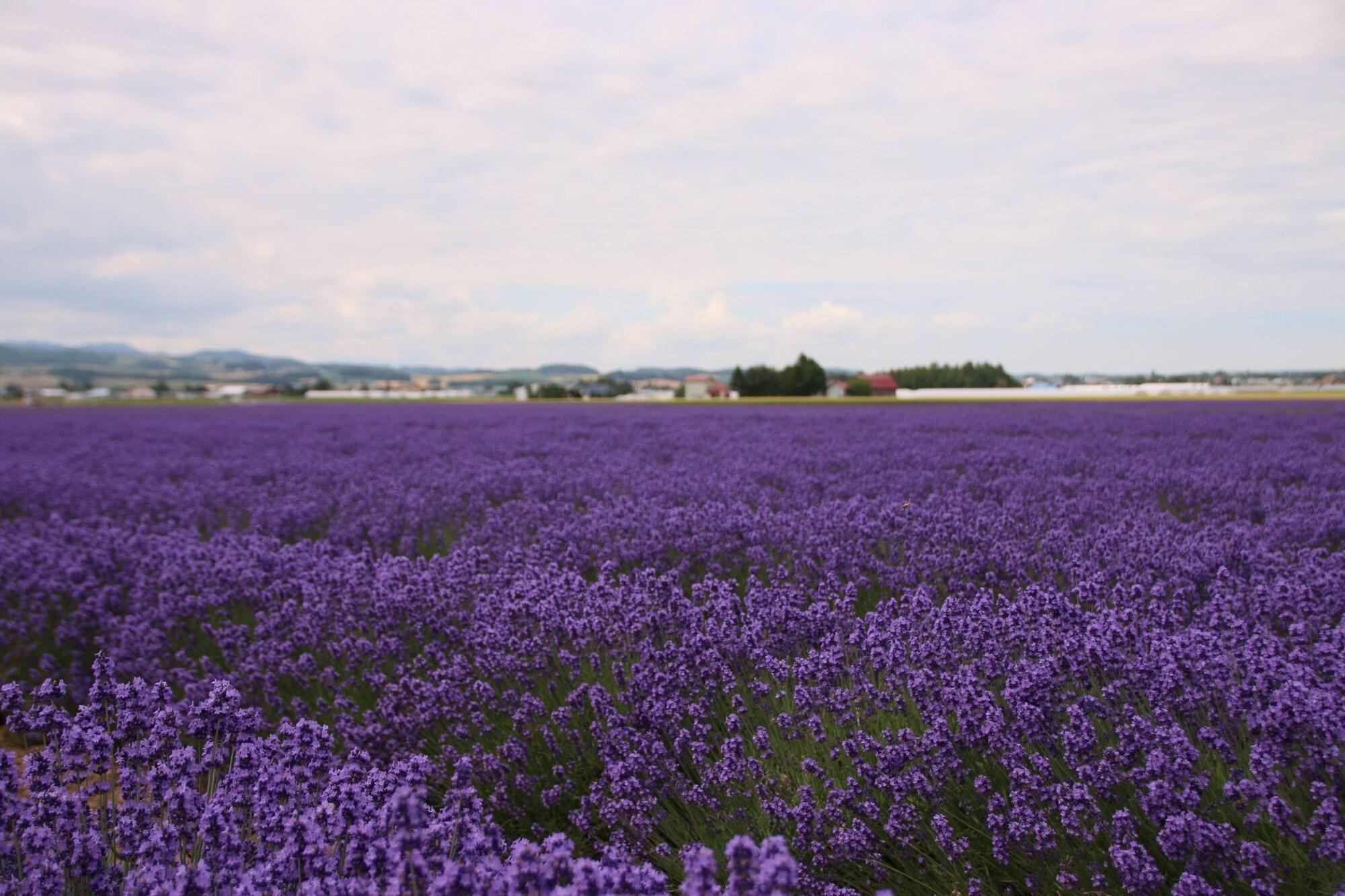 Furano Shiyuirin Hotel Kamifurano Luaran gambar